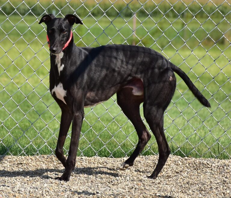 Prison Greyhounds adoption group, Inc. | Adoption Group A new race. A ...
